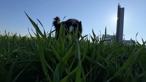 Low-angle-shot-of-a-dog-walking-on-a-grass-field