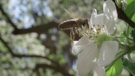 Biene-Sammelt-Nektar-Und-Bestäubt-Apfelbaumblüten,-Zeitlupe