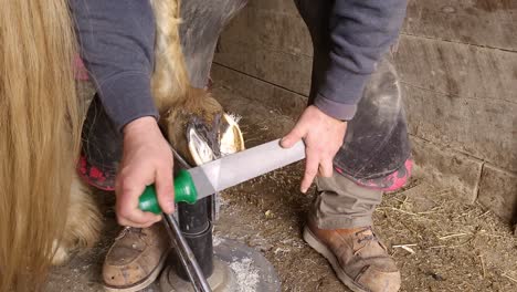 Farrier-using-large-file-to-correct-and-smoothen-horse-hoof,-close-up-view