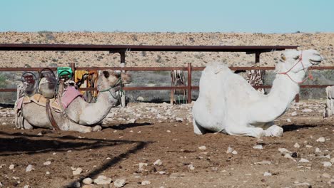 two-camels-sit-on-the-ground-in-the-desert,-one-with-riding-saddle-on-his-back
