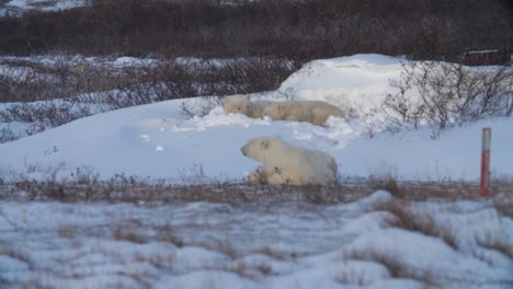 Family-of-polar-bears-waking-up-from-a-daytime-nap-in-shallow-snow-pit