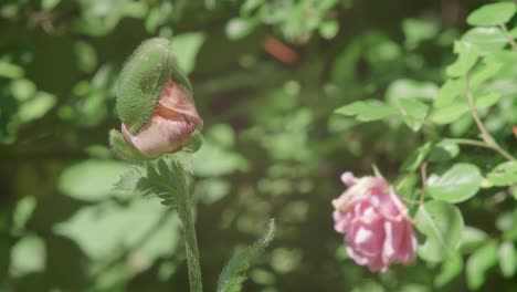 Pink-Rose-Bud-In-Foreground,-Fully-Bloomed-Rose-Head-In-Background