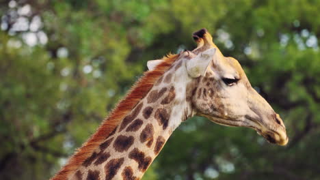 Nahaufnahme-Des-Kopfes-Und-Halses-Einer-Wunderschönen-Giraffe-Mit-Unscharfem-Hintergrund-Von-Bäumen-Im-Khwai-Wildlife-Sanctuary,-Botswana