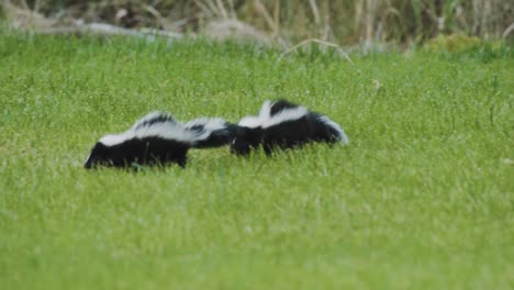 A-pair-of-baby-skunks-walking-side-by-side-through-the-grass
