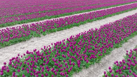Rows-of-Purple-Tulips-in-full-bloom,-Aerial-view