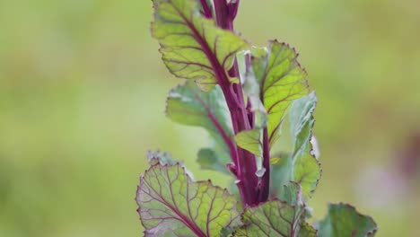 Red-Rubine-Brussel-Sprout-Plant