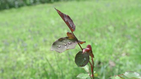 Rose-Leaves-With-Rain-Drops,-Solitary-Surrounded-by-Green-Grass