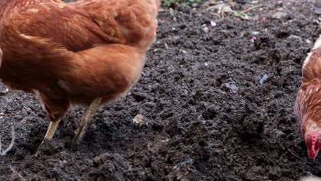Hühner-Suchen-Auf-Dem-Nassen,-Frischen-Boden-Nach-Regenwürmern-Zum-Fressen