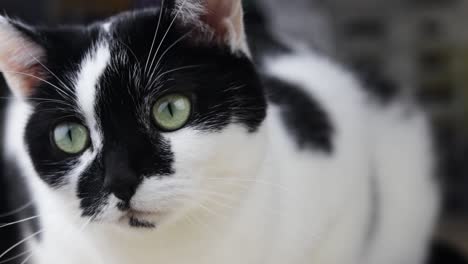 A-black-and-white-cat-with-unique-markings-looking-around-while-laid-down
