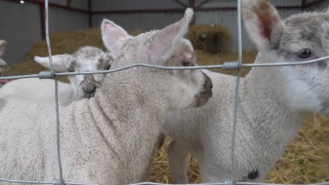 Lambs-Inside-A-Pen-In-A-Farm---close-up