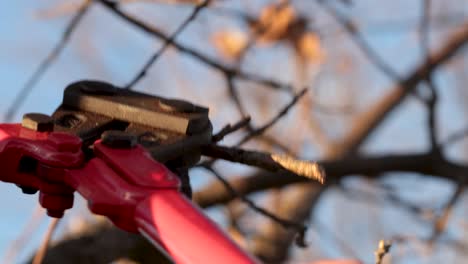 Pruning-twigs-from-a-thin-branch-with-iron-pruning-scissors,-very-close-up-view-macro-shot