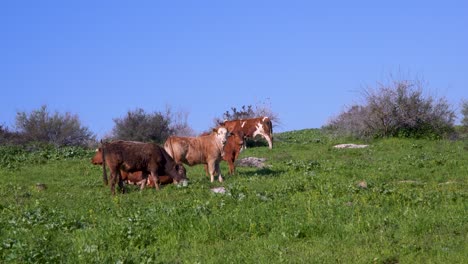 small-pack-of-brown-cows-herding-on-a-green-grassy-hillside,-clear-sunny-day,-long-shot