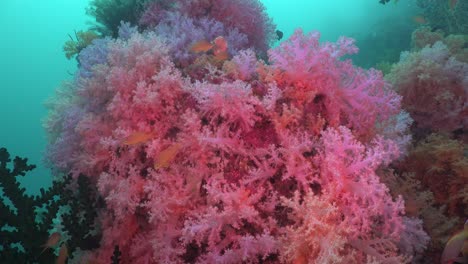 Los-Corales-Blandos-Rosados-Se-Acercan-A-Los-Arrecifes-De-Coral-Tropicales