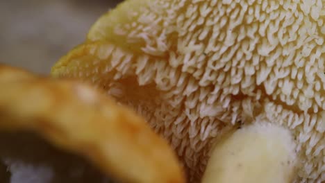 Macro-underside-shot-of-Hedgehog-Mushroom