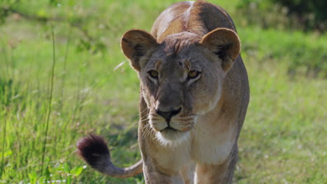 Lioness-Stalking-In-The-Savannah-Of-Khwai-In-Botswana