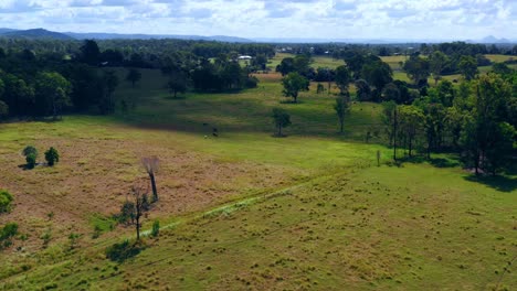 Pastizales-De-Animales-Siempre-Verdes-Y-Vegetación-Panorámica-En-Un-Campo-Cercano-A-La-Ciudad-De-Brisbane,-Qld,-Australia