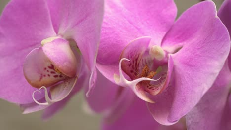 Nahaufnahme-Von-Fuchsiafarbenen-Orchideenblüten-Und-Rosa-Leuchtenden-Blütenblättern