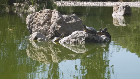 Turtles-resting-in-sunlight-on-rocks-in-murky-park-pond-in-Spain