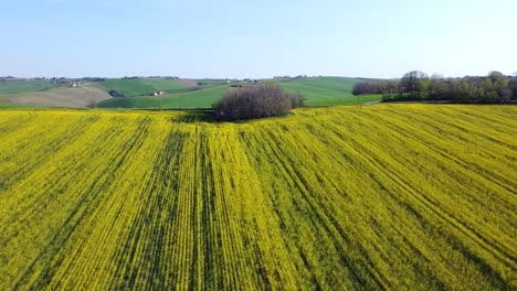 Aerial-view-of-Blooming-rapeseed-field-on-a-sunny-day