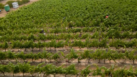 Aerial-spin-of-brown-people-harvesting-grapes-in-a-vineyard-in-the-Leyda-Valley,-Chile