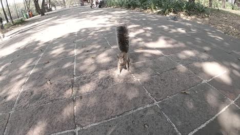 Slow-motion-squirrel-walking-and-standing-in-front-of-camera-at-park-in-Mexico,-hanldheld