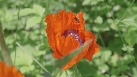 Push-in-on-orange-poppy-to-reveal-bees-gathering-pollen-from-the-flower