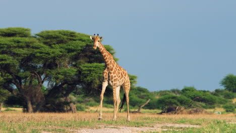 Lone-Giraffe-Stepping-Across-Savannah-And-Bushes-In-The-Central-Kalahari-Game-Reserve-In-Botswana