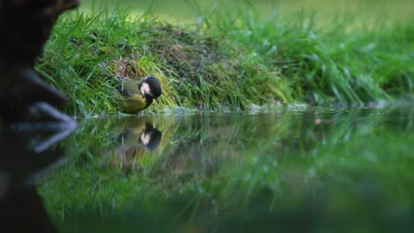 Great-Tit-Bird-Cleans-Itself-in-a-River-then-Flies-Away-In-Slow-Motion