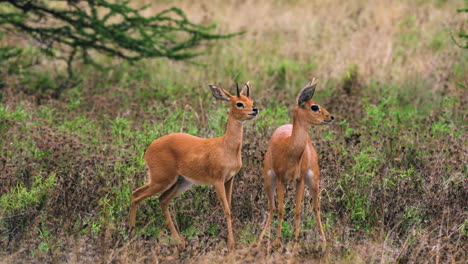 Steenboks-En-El-Desierto-En-La-Reserva-De-Caza-Del-Kalahari-Central,-Botswana