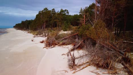Aerial-view-of-Baltic-sea-coast-on-a-sunny-day,-steep-seashore-dunes-damaged-by-waves,-broken-pine-trees,-coastal-erosion,-climate-changes,-wide-angle-ascending-drone-shot-moving-forward