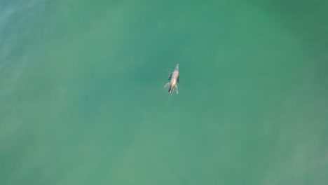 Einsamer-Seelöwe-Schwimmt-Im-Blauen-Ozean