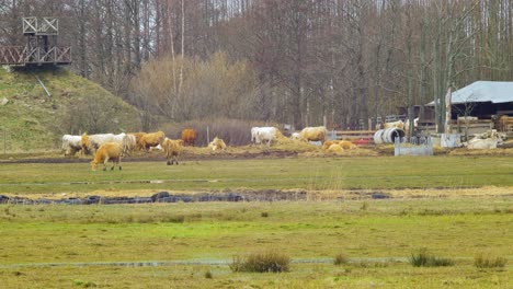 The-herd-of-Charolais-cattle,-cows-eating,-countryside-outdoor-view-on-a-sunny-spring-day,-distant-medium-shot