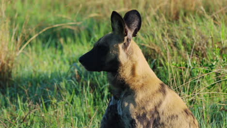 Afrikanischer-Wildhund-Gähnt-Und-Ruht-Auf-Dem-Gras