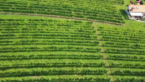 Aerial-drone-footage-of-beautiful-winery-yard-cultivation-farmland