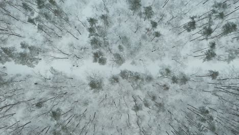 Drone-view-of-the-forest-during-winter