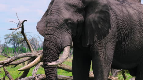 Seitenansicht-Eines-Afrikanischen-Elefanten,-Der-In-Der-Nähe-Eines-Alten-Umgestürzten-Baumes-In-Khwai,-Botswana,-Steht