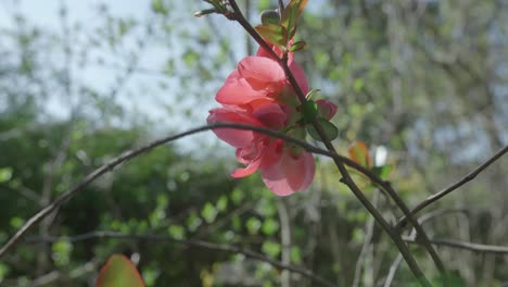 Blooming-Japanese-Quince-Flowers-Against-Garden-Backdrop