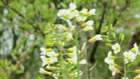 Nahaufnahme-Eines-Vegetarischen-Grünkohls-Mit-Blühenden-Weißen-Und-Gelben-Knospen-Und-Einer-Biene,-Die-Von-Blüte-Zu-Blüte-Landet