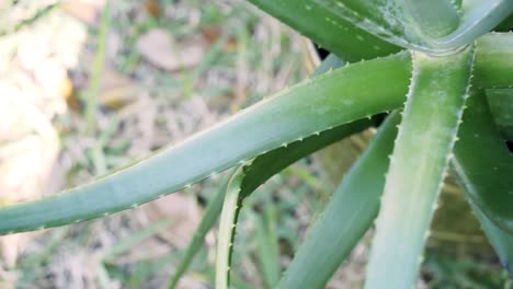 Sanfte-Schwenkaufnahme-Einer-Aloe-Pflanze-Und-Eines-Blattes-Mit-Dornen