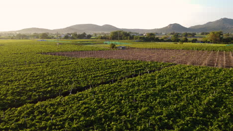 Aerial,-wine-vineyard-grape-farm-field-during-golden-hour