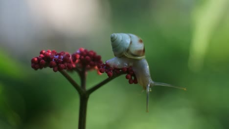 clips-of-snails-in-nature