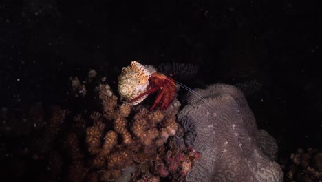 Red-hermit-crab-walking-over-coral-reef-at-night