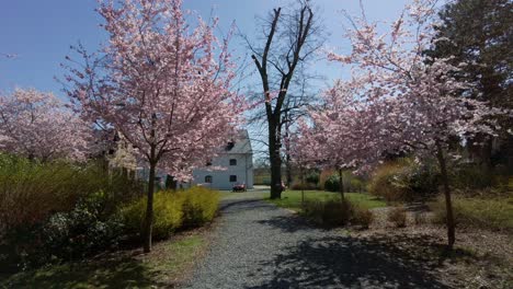 Sakura-Y-Cerezos-En-Flor-En-El-Jardín-Botánico-En-Primavera,-En-Olomouc,-República-Checa