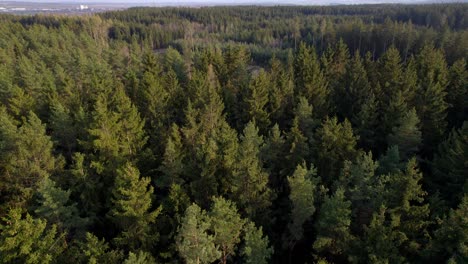 Ein-Waldbaum-Aus-Der-Luft,-Ein-Regenwaldökosystem-Und-Ein-Konzept-Und-Hintergrund-Für-Eine-Gesunde-Umwelt,-Textur-Einer-Grünen-Baumwaldansicht-Von-Oben