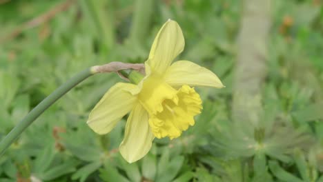 Daffodil-Rhythmically-Moving-In-The-Wind,-Green-Nature-Background