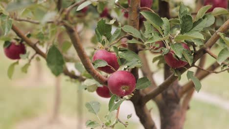 Nahaufnahme-Von-Roten-Äpfeln-Auf-Einem-Baum-In-Einem-Obstgarten,-Während-Der-Wind-Weht-1080p-60fps