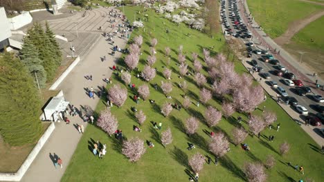 AERIAL:-People-Walking-Among-Cherry-Blossom-During-Its-Season-in-Vilnius-with-Cars-Driving-By
