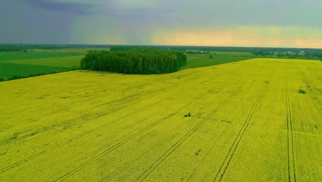 Aerial-forward-moving-shot-with-drone-over-agricultural-fields-with-yellow-spring-flowers-on-a-cloudy-rain-bearing-evening