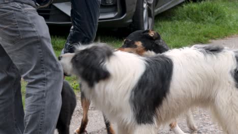 Drei-Hunde-Unterschiedlichen-Alters-Spielen-Mit-Ihrem-Besitzer-Mitten-Auf-Der-Straße