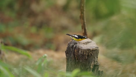 Yellow-Rumped-Flycatcher-Eating-Worm-on-Tree's-Rump